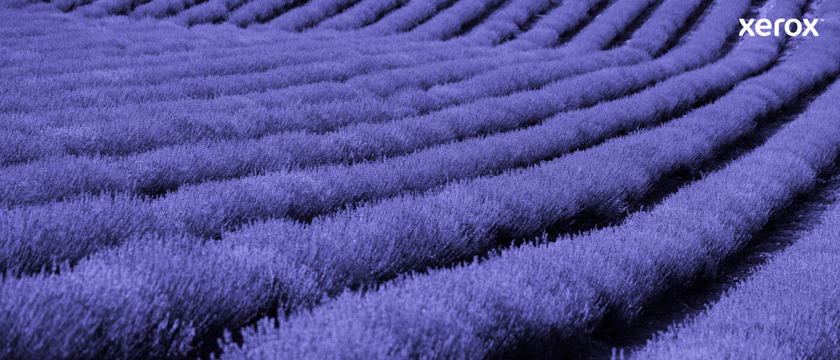 Xerox Genuine ® C320 Color Printer/C325 Color Multifunction Printer Black Standard capacity Toner Cartridge (2200 Pages) - 006R04823