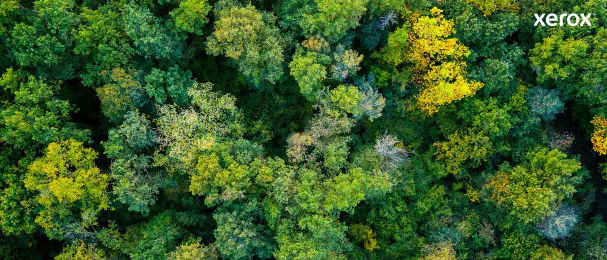 Xerox Genuine ® C310 Color Printer/C315 Color Multifunction Printer Cyan High capacity Toner Cartridge (5500 Pages) - 006R04365